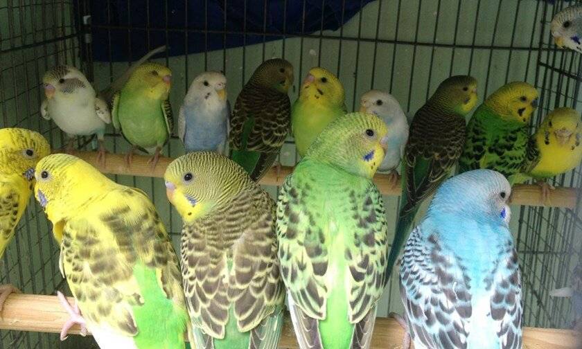 Самые популярные виды окрасов волнистых попугаев