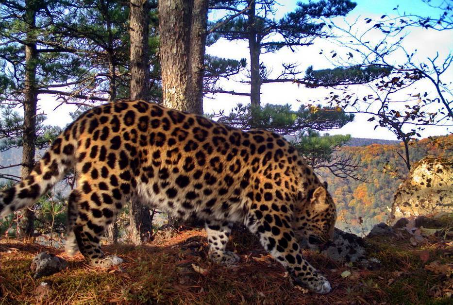 Дальневосточный леопард или амурский барс