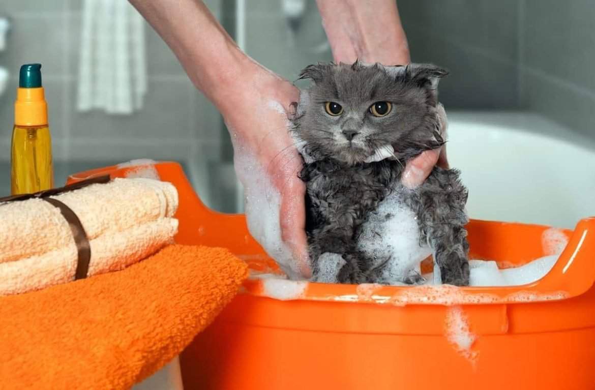 Как и чем можно помыть кошку, кота? особенности купания кота. обзор шампуней для мытья, купания котов и кошек