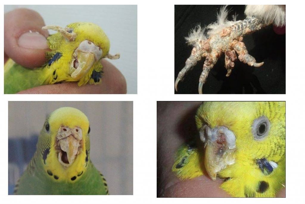 Разновидности, профилактика и лечения клеща у попугаев