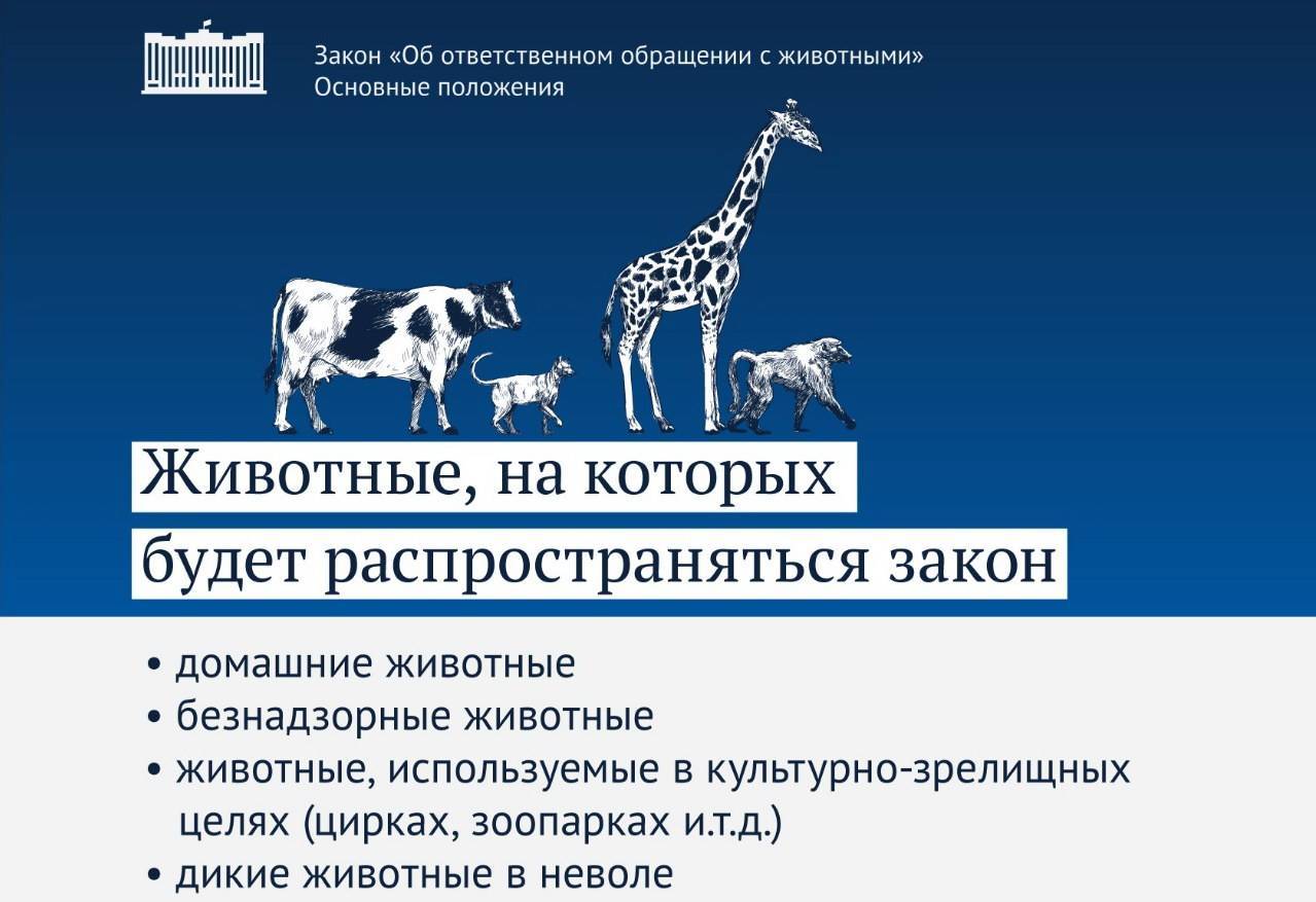 ​​налог на домашних животных в россии в 2021 году