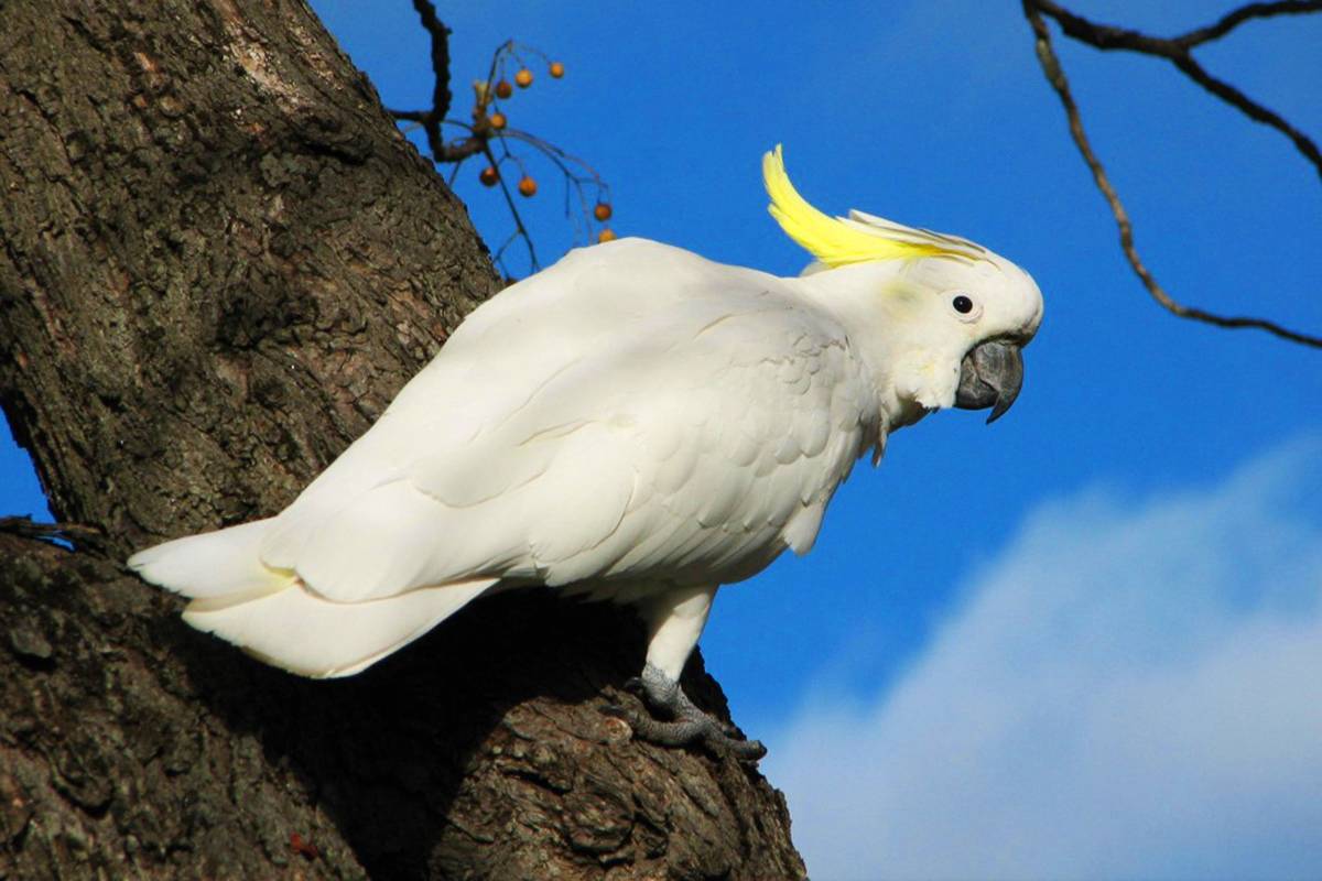 Волнистые попугаи в дикой природе: среда обитания, как живут, что едят, пение на воле, особенности у ара, кореллы, жако