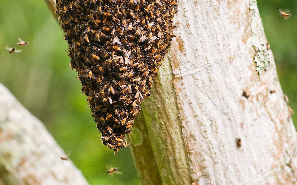 Как прогнать пчел с участка и нужно ли это делать?