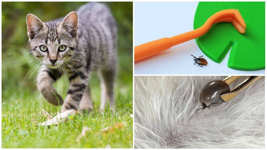 ❶ 10 безопасных способов как вытащить клеща у кота в домашних условиях