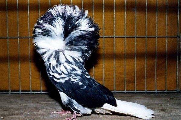 Все о бакинских высоколетных голубях: разновидности, мраморные, белые и зеркальные