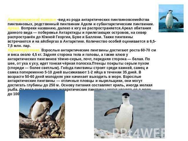 Виды пингвинов. описание, названия, особенности, фото и образ жизни видов пингвинов
