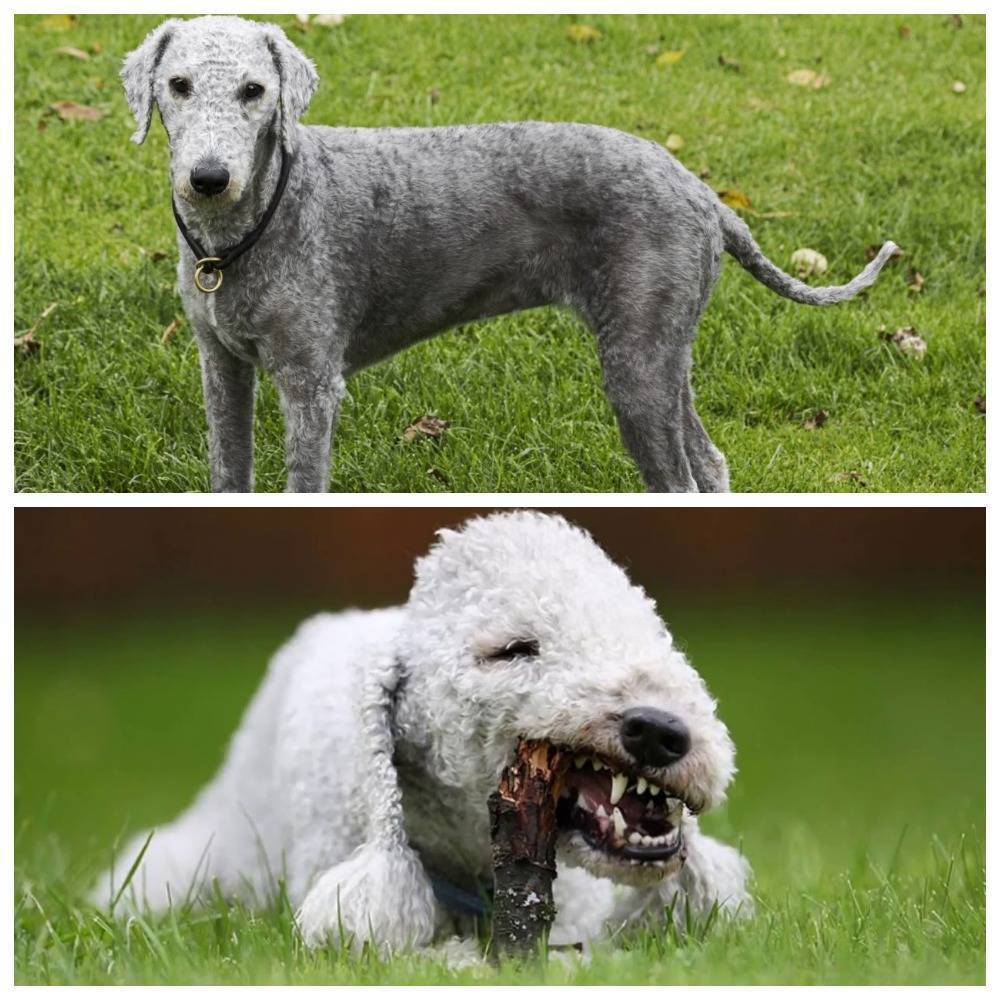 Бедлингтон терьер: описание породы собак и цена щенка