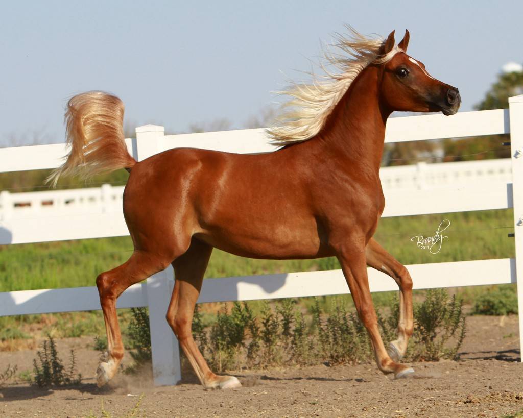 Арабские скакуны. содержание чистокровных лошадей