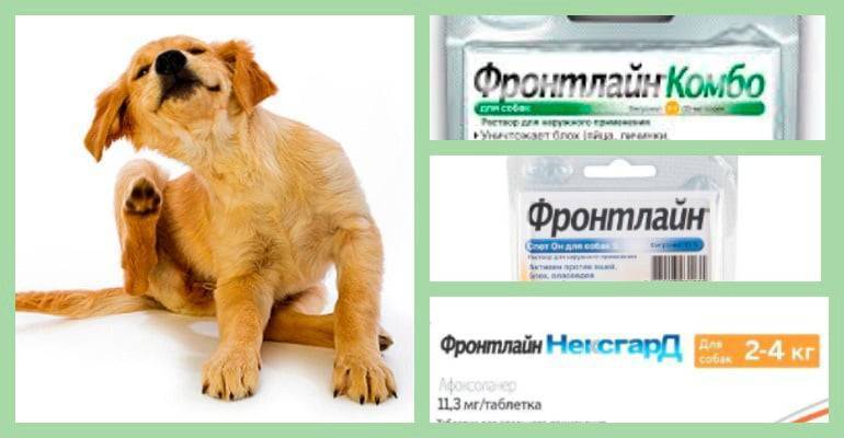 Фронтлайн для собак — полный разбор линейки препаратов