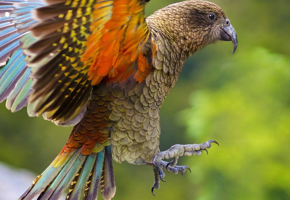 Удивительный и противоречивый кеа попугай