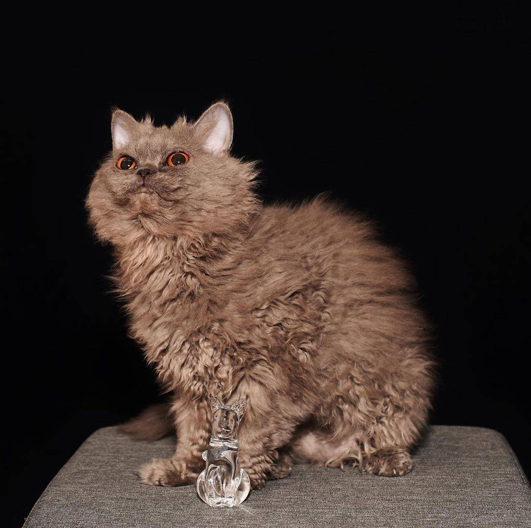 Лаперм - фото и описание породы кошек (характер, уход и кормление)
