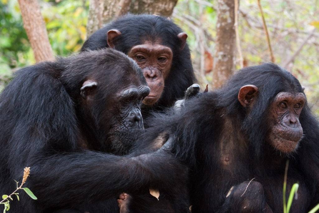 Бонобо, или карликовый шимпанзе