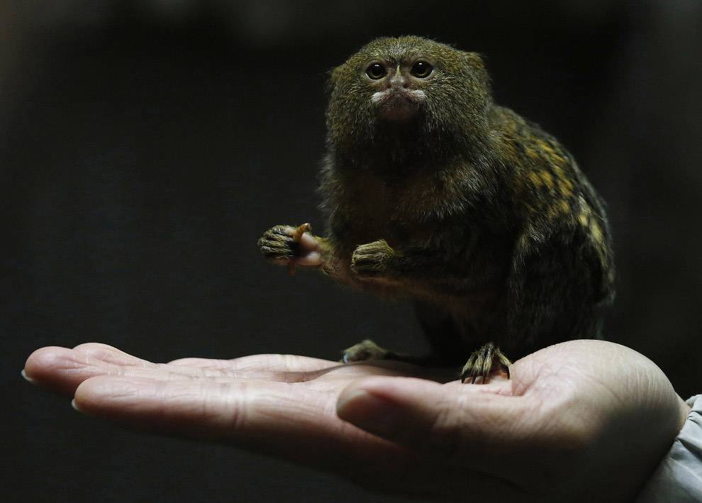 Самые маленькие обезьяны в мире