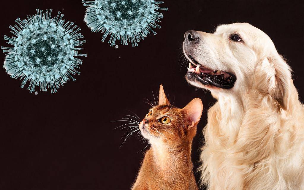 Коронавирус и домашние животные: как нас защищают кошки