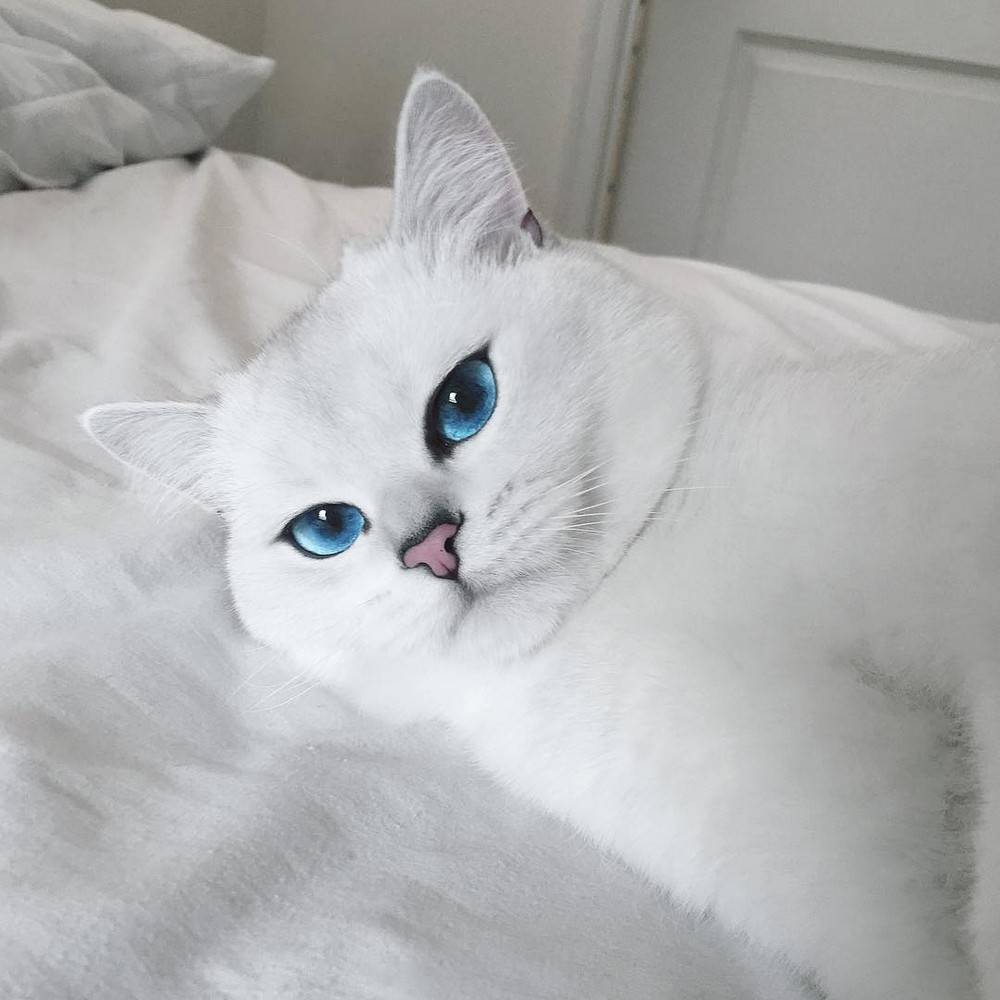 Породы голубоглазых кошек: синий цвет радужки как элемент стандарта, 11 пород кошек с голубыми глазами