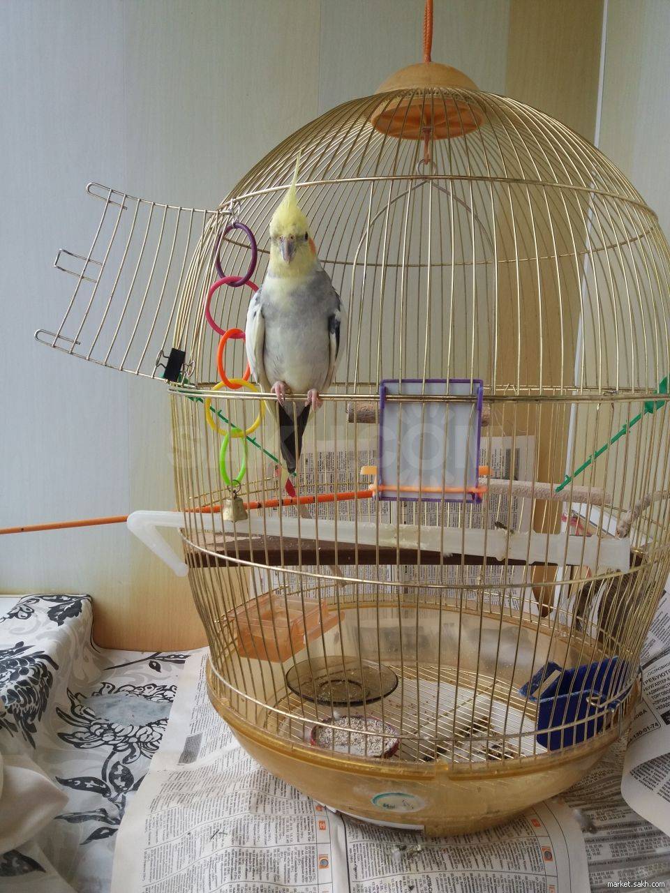 Попугай корелла: правила ухода и содержания в домашних условиях