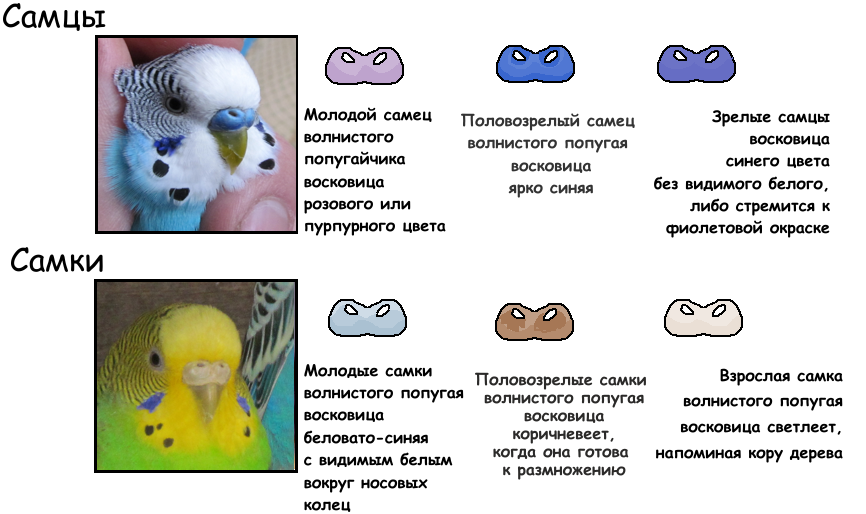 Как определить пол и возраст волнистого попугая