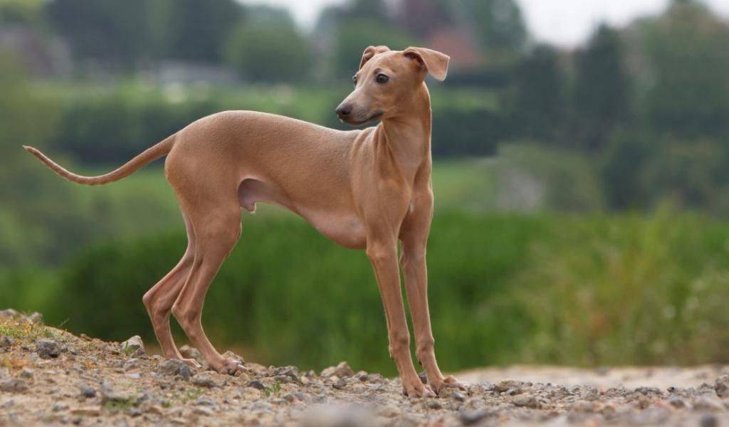 Левретка: описание и характеристики породы, внешний вид и характер собаки