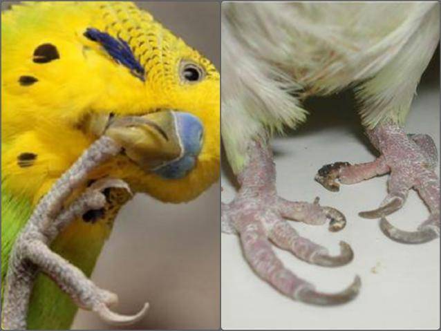 Почему волнистый попугай сидит на одной лапке, а вторую поджимает под себя, возможные причины, как помочь