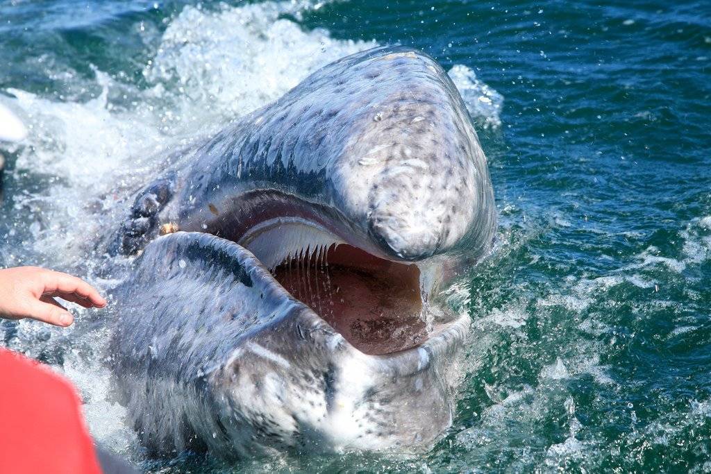 Усатые киты – фото, описание, ареал, рацион, враги, популяция