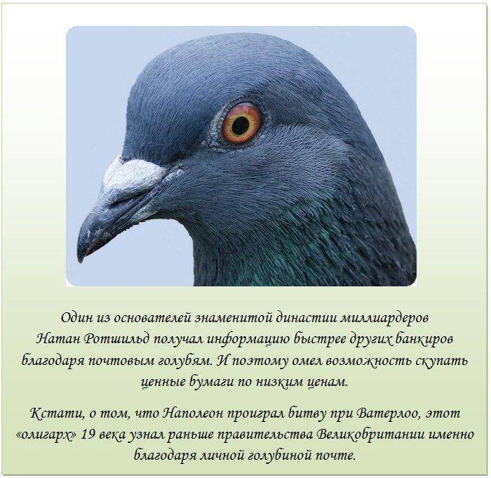 Вяхирь: фото и описание дикого голубя – 7 фактов
