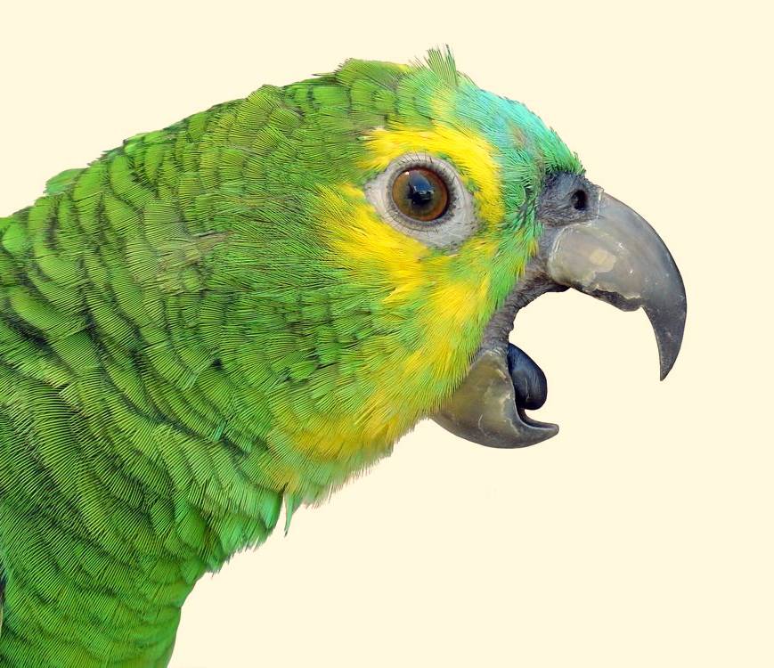 Почему попугай открывает клюв без звука