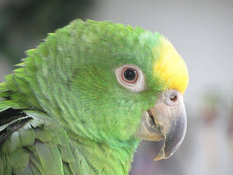 Зеленый попугай что за порода