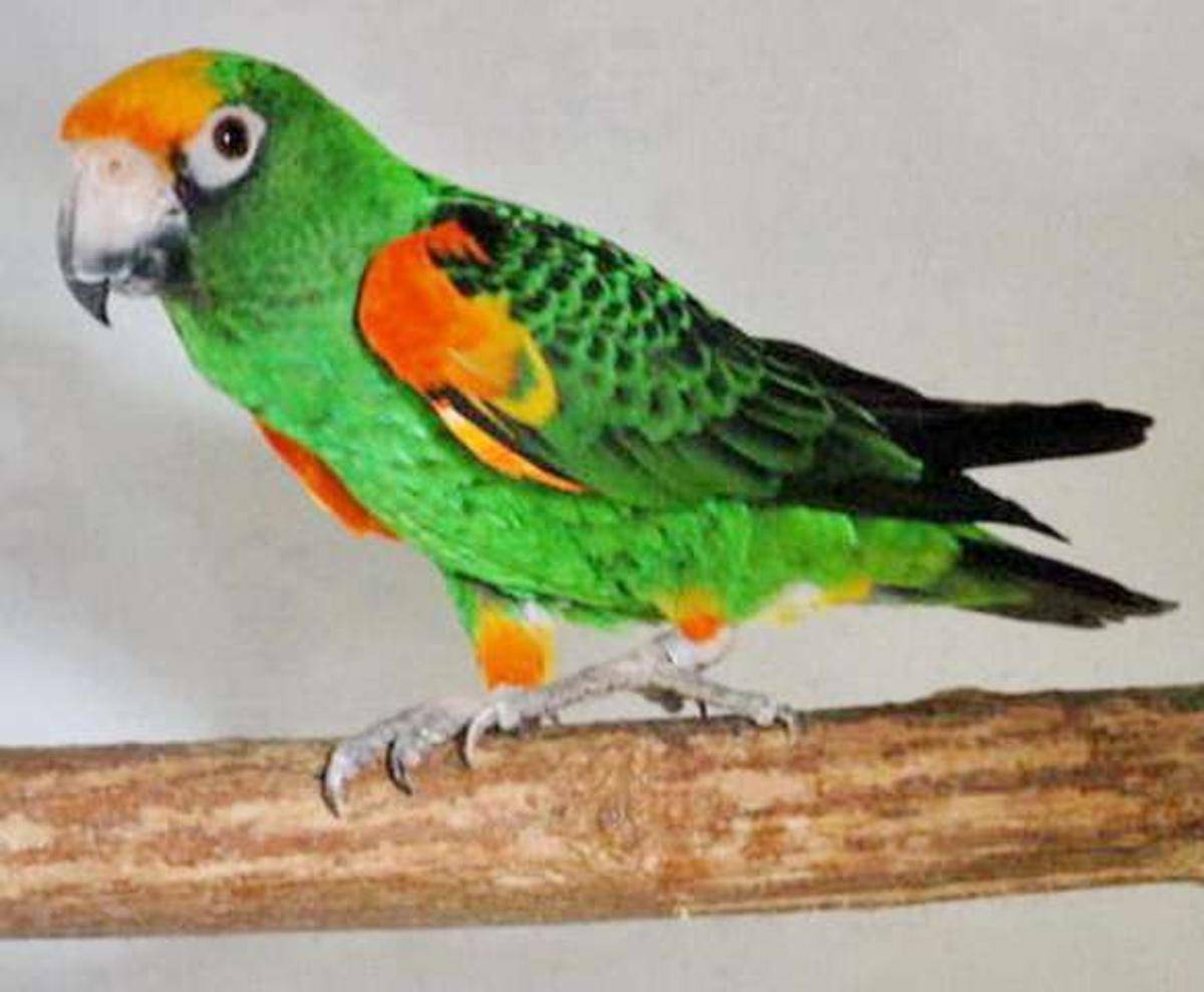 Попугай пиррура: существующие виды, описание, фото, содержание