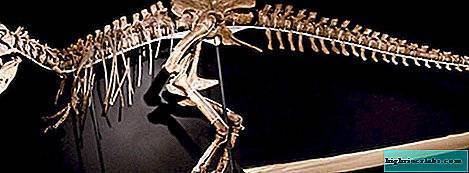 Кархародонтозавры: описание динозавра с картинками