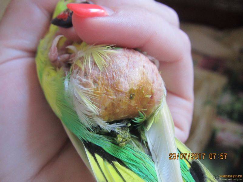 Что можно есть волнистым попугаям: правила кормления