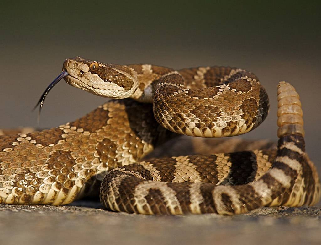 Гремучая змея - фото, описание, ареал, питание, враги