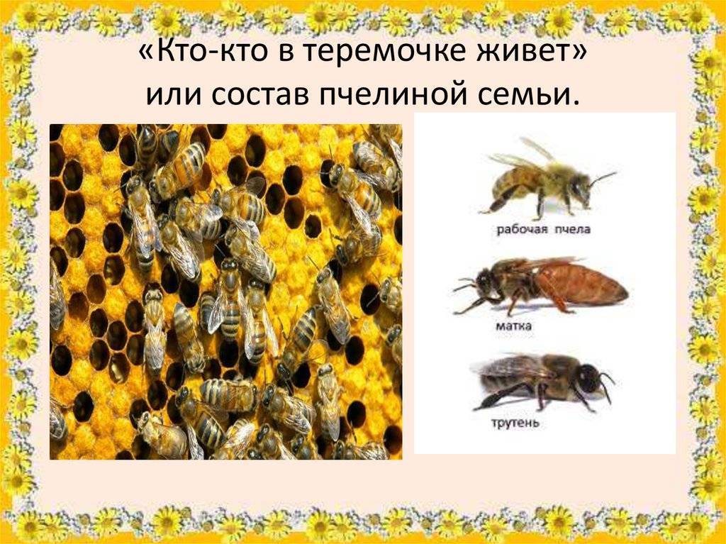 Сколько пчел можно одновременно содержать в одном улье