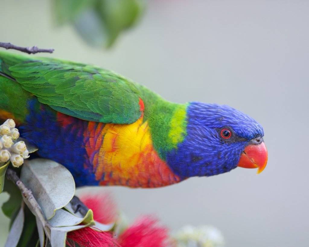 Окрасы волнистых попугаев