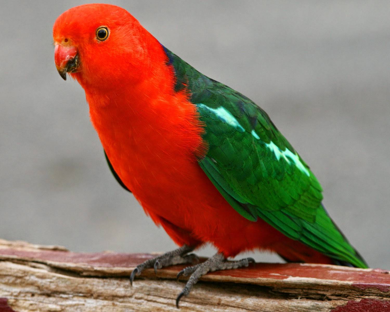 ? каролинский попугай: описание, фото, интересные факты
