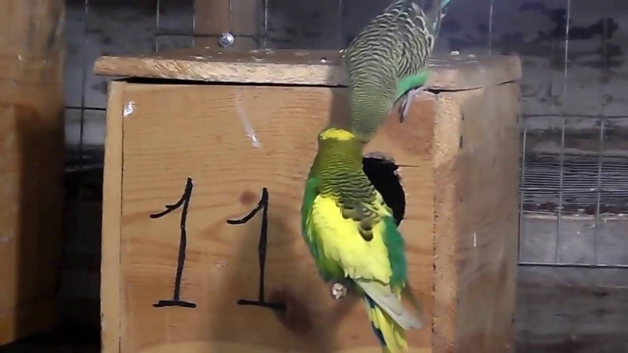 Успешное разведение (размножение) волнистых попугаев в домашних условиях