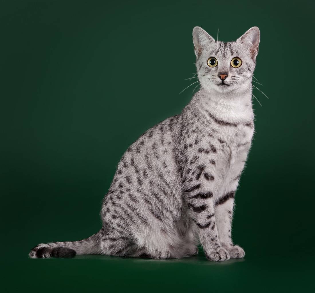 Египетская мау: как выглядит эта загадочная порода кошек?