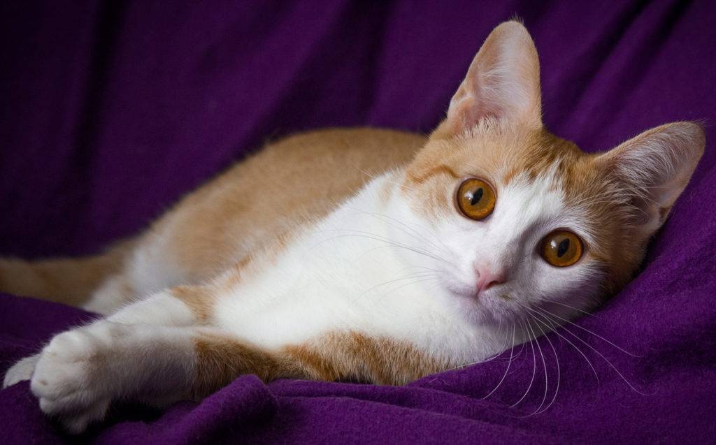 Анатолийская кошка: качественные фото, описание породы и уход за котятами.
