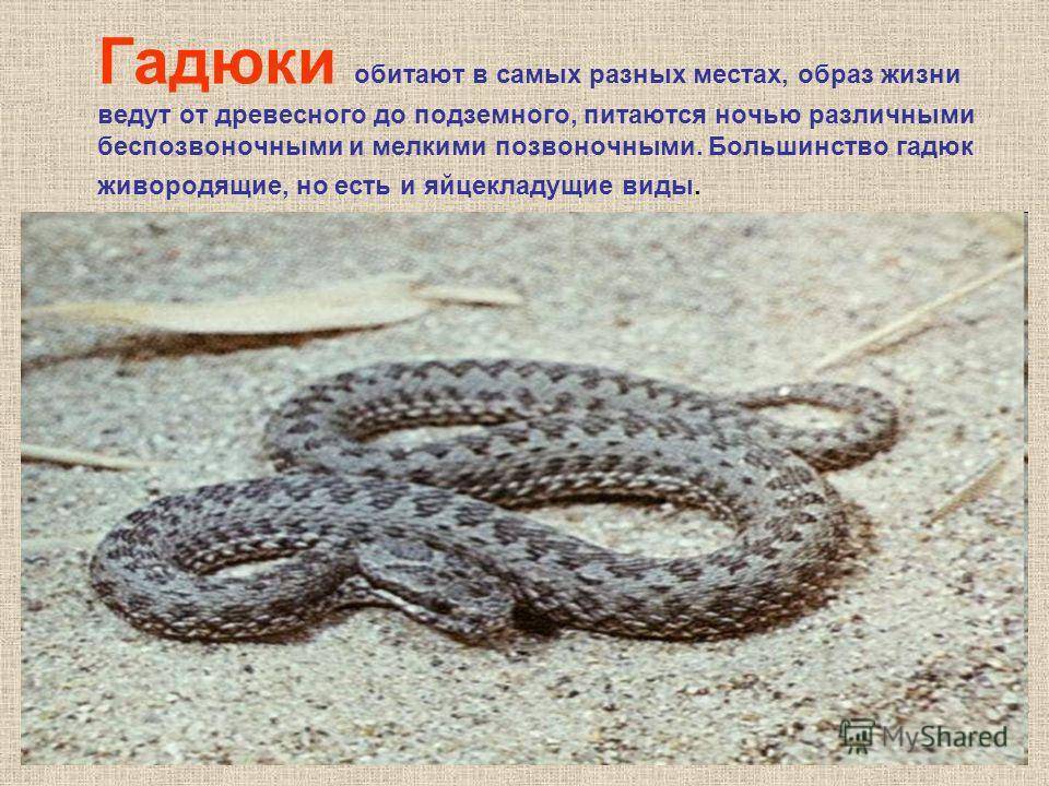 Как размножаются змеи - oozoo.ru