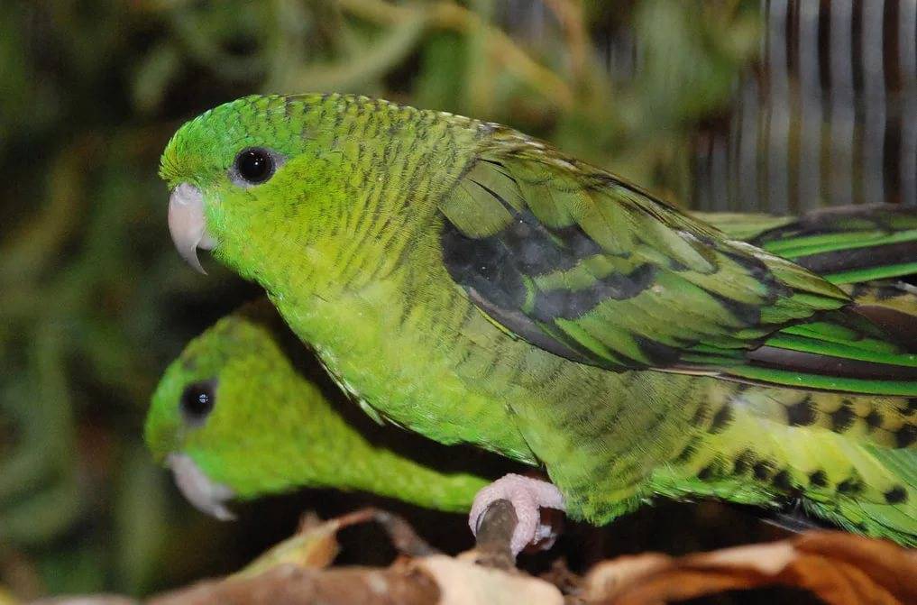 Толстоклювый попугай: правильный уход за красивой птичкой