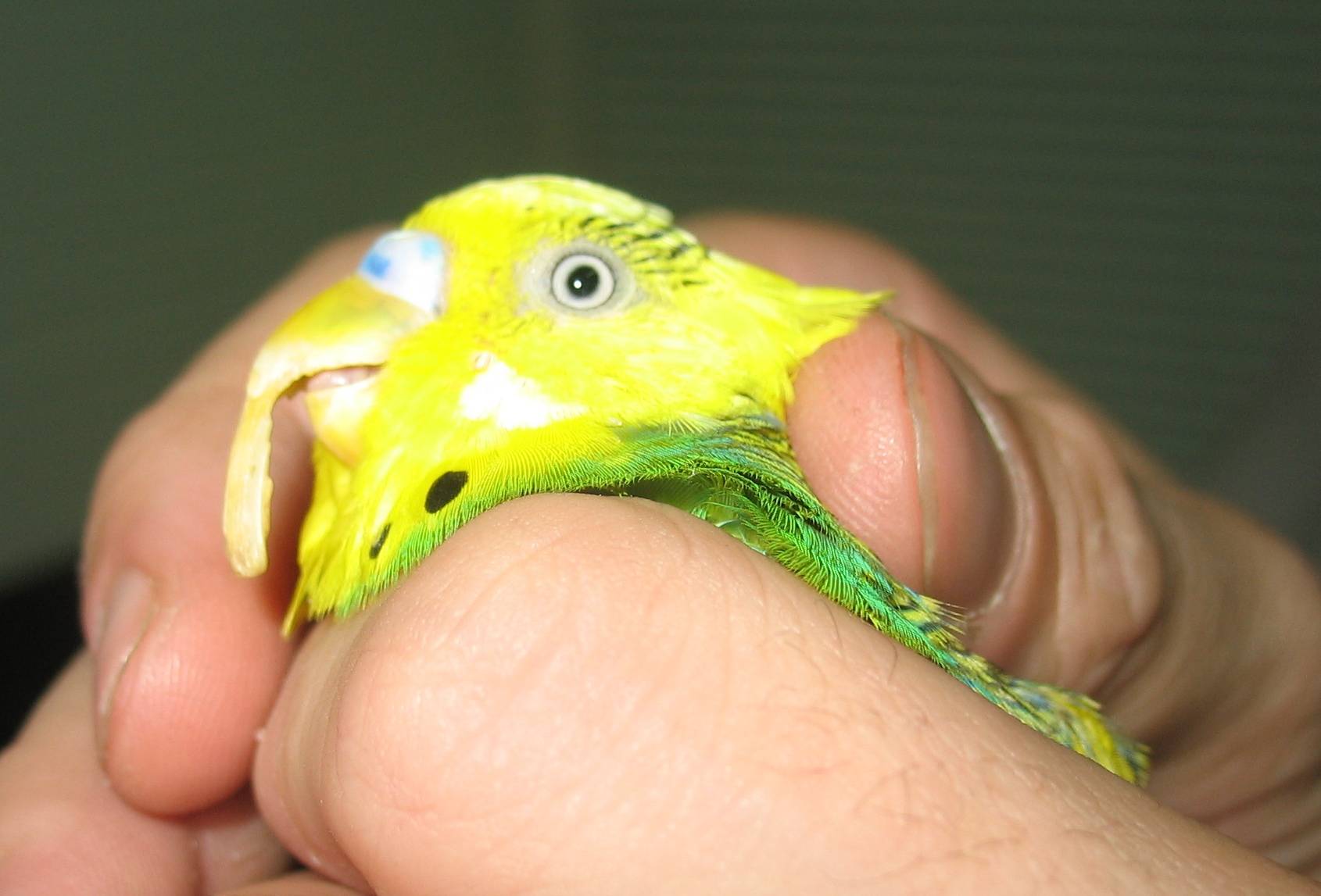 Как обрезать ногти и клюв волнистого попугая в домашних условиях