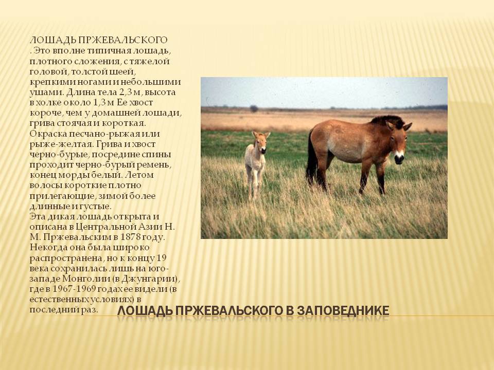 Лошадь: описание, виды, образ жизни | планета животных