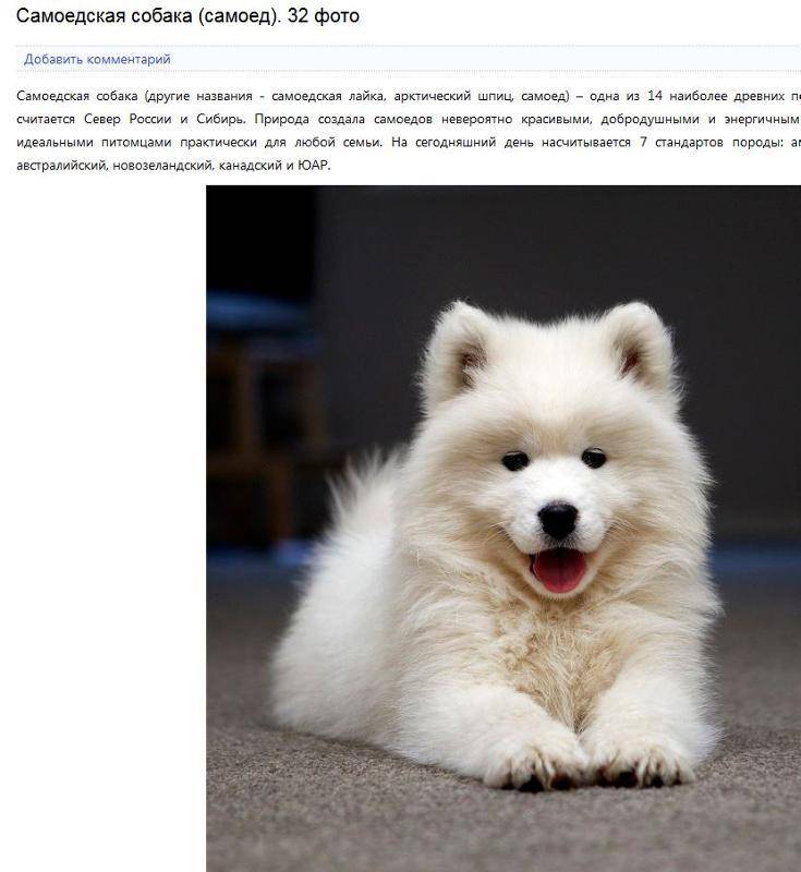 Самоедская собака: фото, описание, характер, содержание, отзывы