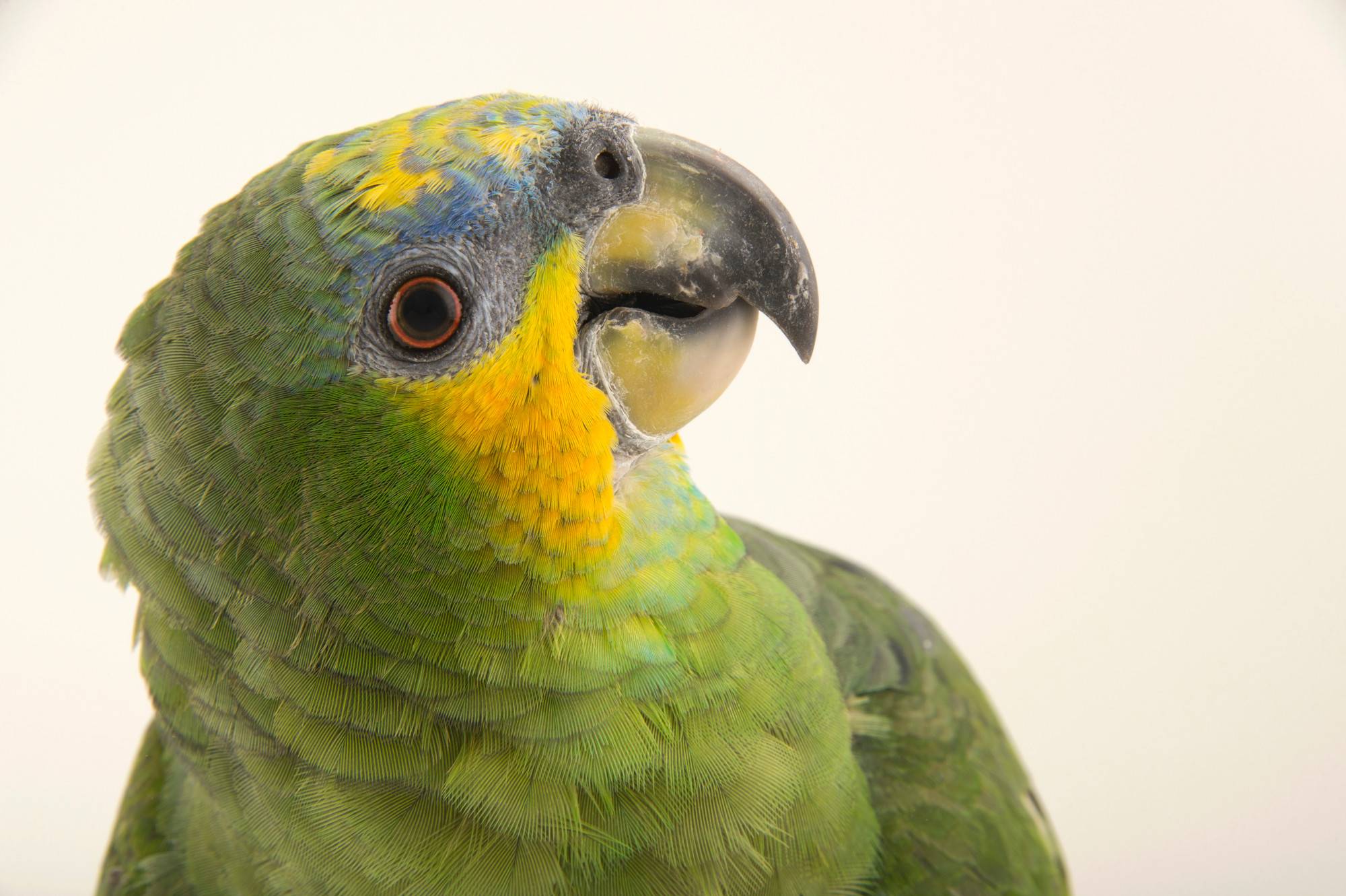 Амазон попугай: виды, фото, описание, содержание дома