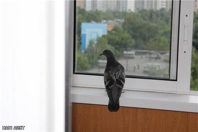 Залетают на балкон голуби, примета плохая, что делать?