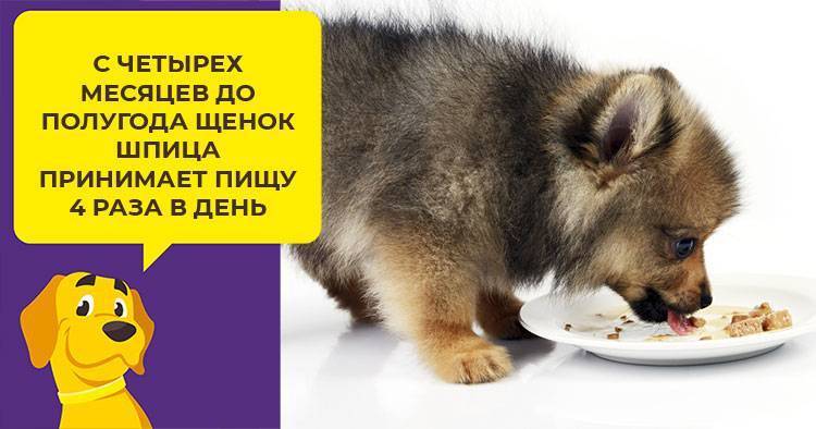 Как кормить шпица: советы по кормлению щенков