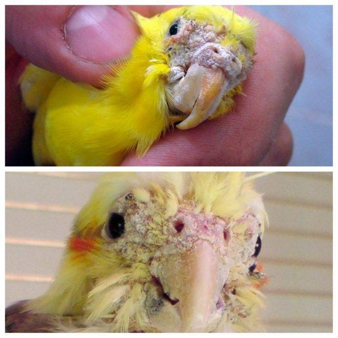 Клещ волнистого попугая: причины, симптомы, фото