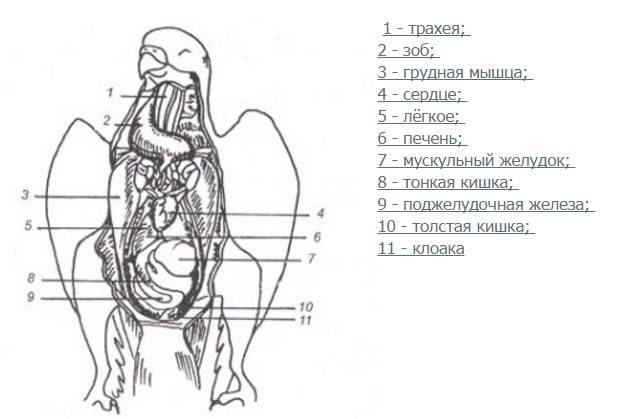 Cтроение попугая: анатомия внутренних и внешних органов