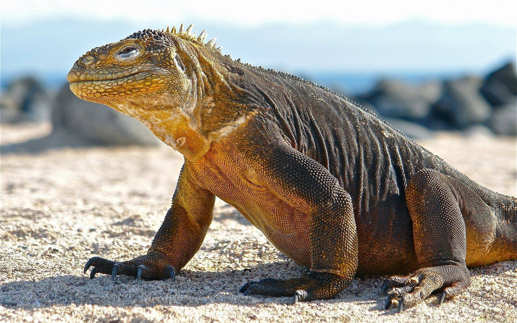 Комодский варан – самая крупная ящерица на свете