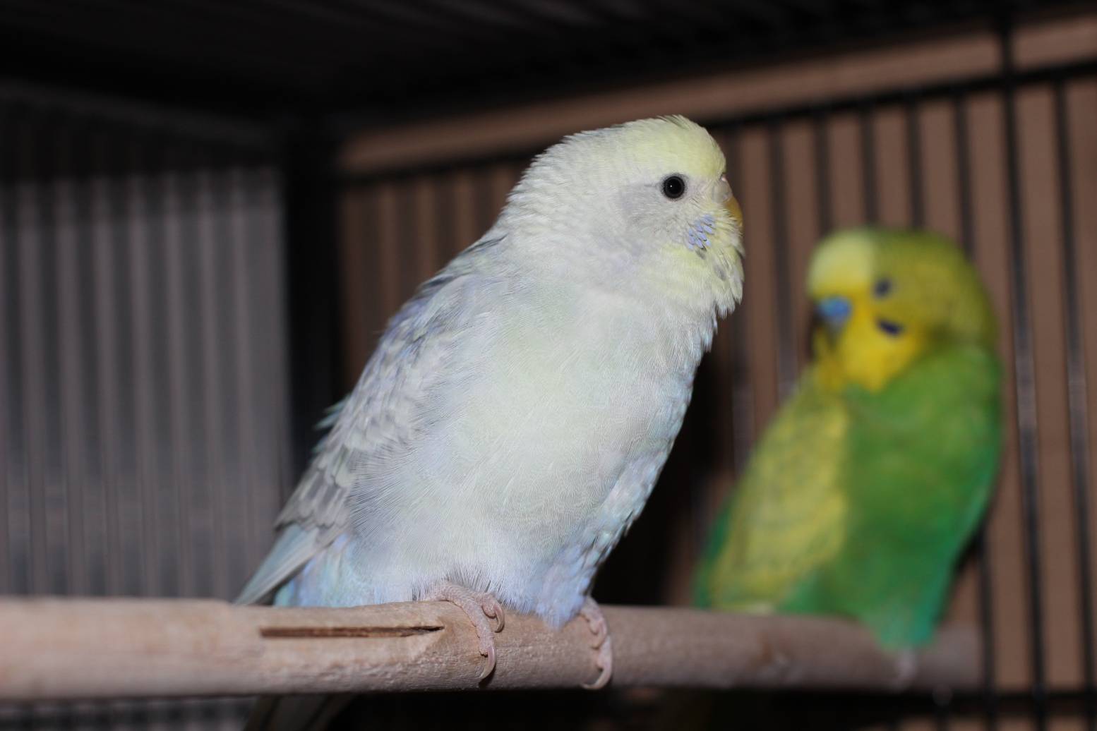 Музыка в жизни попугаев: любят ли слушать, какую выбирают и помогают ли песни начать говорить
