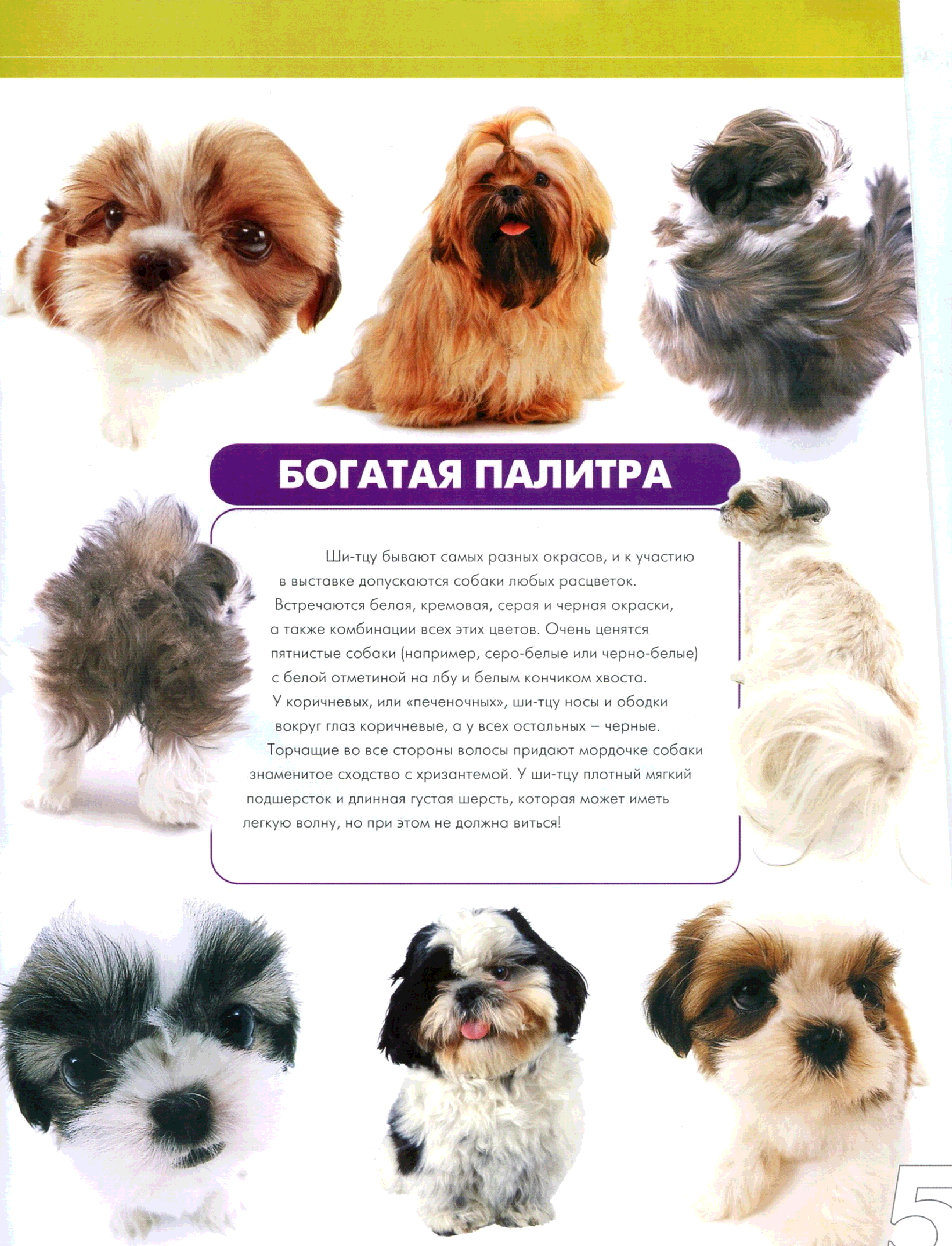 Описание декоративной породы собак ши-тцу с фото